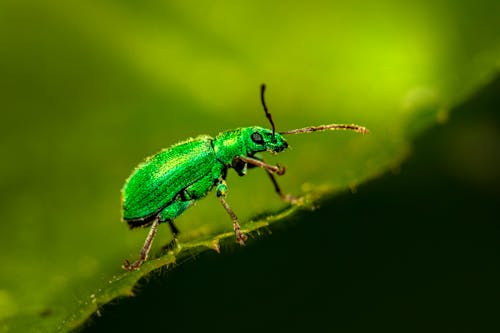 Δωρεάν στοκ φωτογραφιών με beetle, γκρο πλαν, πράσινος