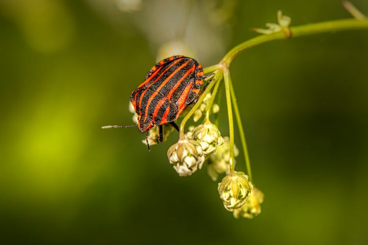 Close Up Of Bug On Flower