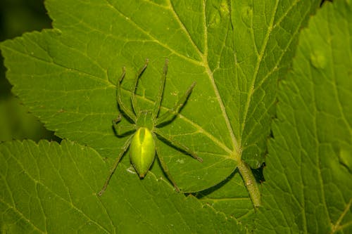 Green Huntsman Spider on Leaves