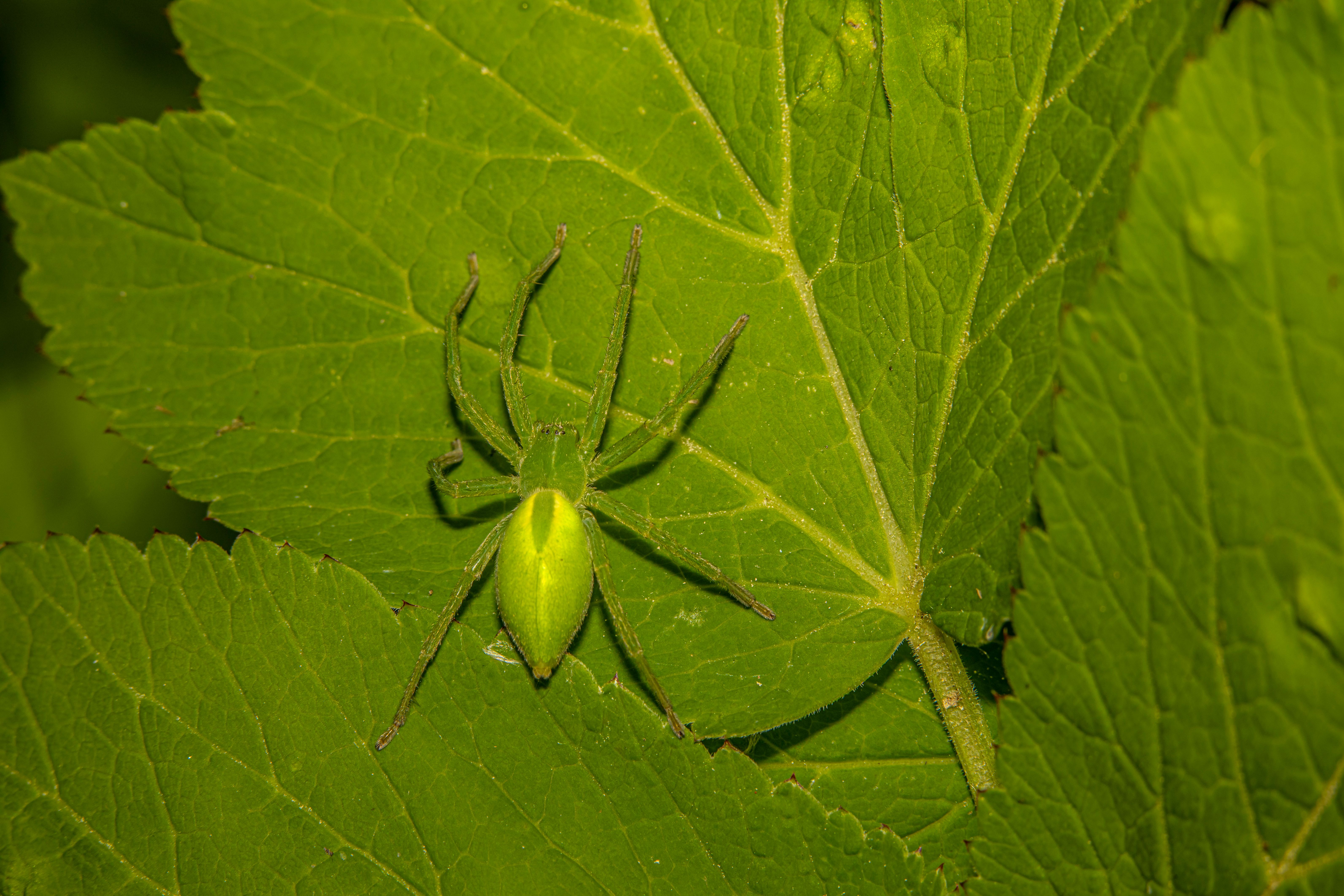 Green Huntsman Spider on Leaves · Free Stock Photo