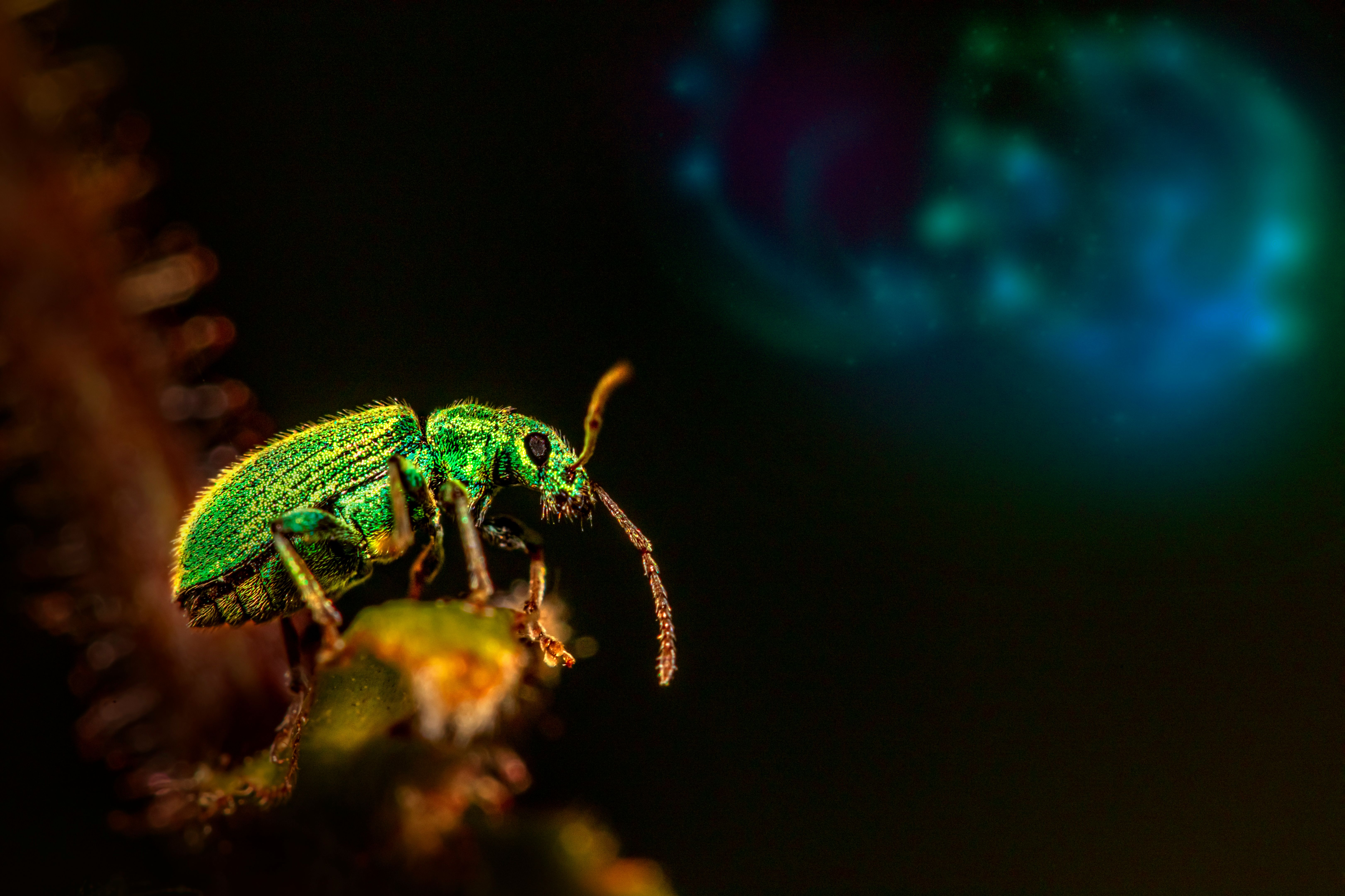 Close up of Green Beetle · Free Stock Photo