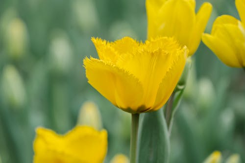 Gratis lagerfoto af blomster, fjeder, flora