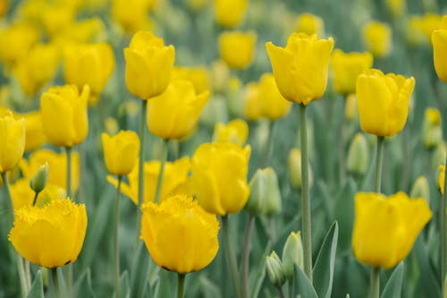Close up of Yellow Tulips