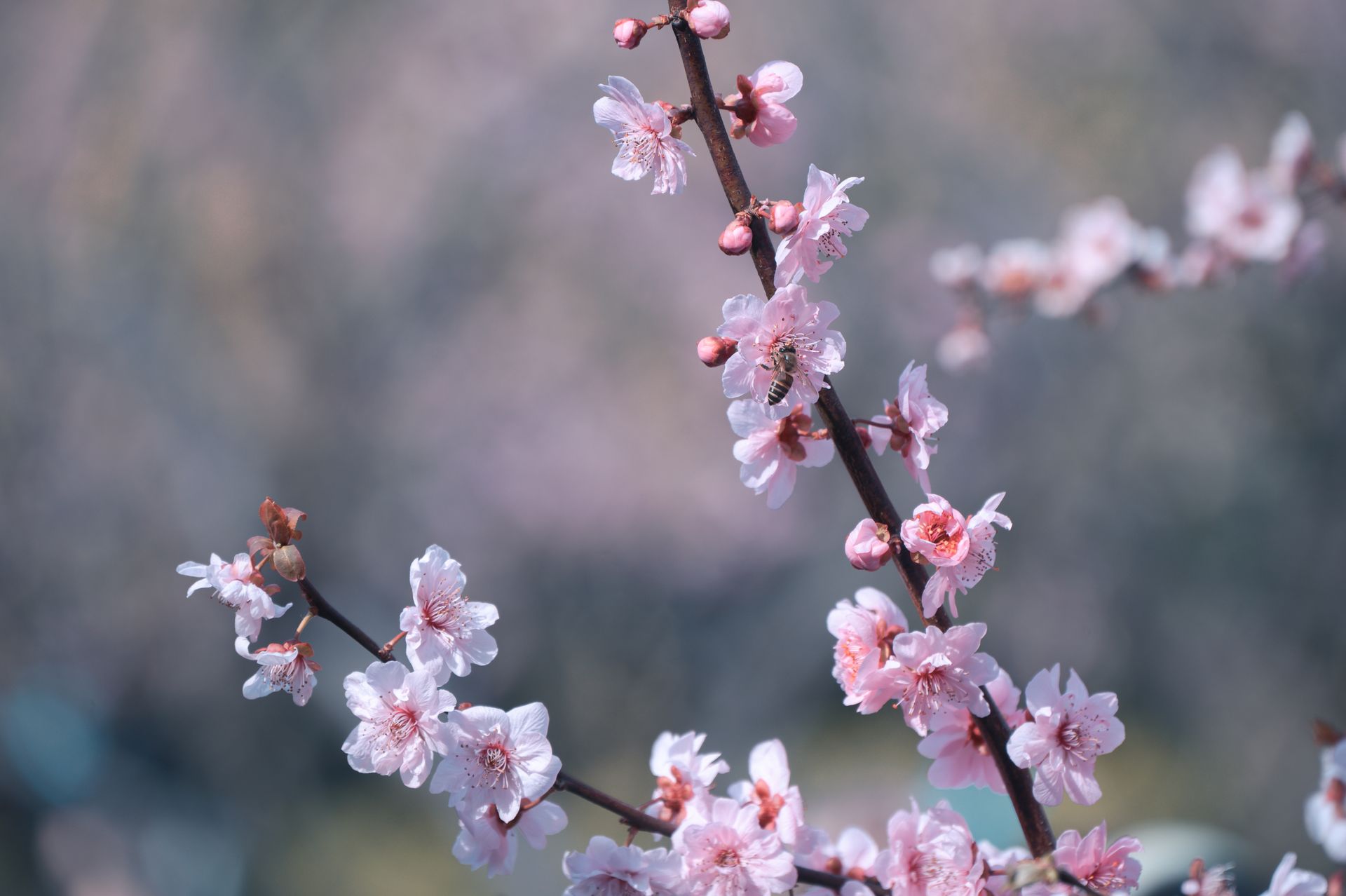 Close-up of pink peach blossoms with bee, showcasing spring beauty.