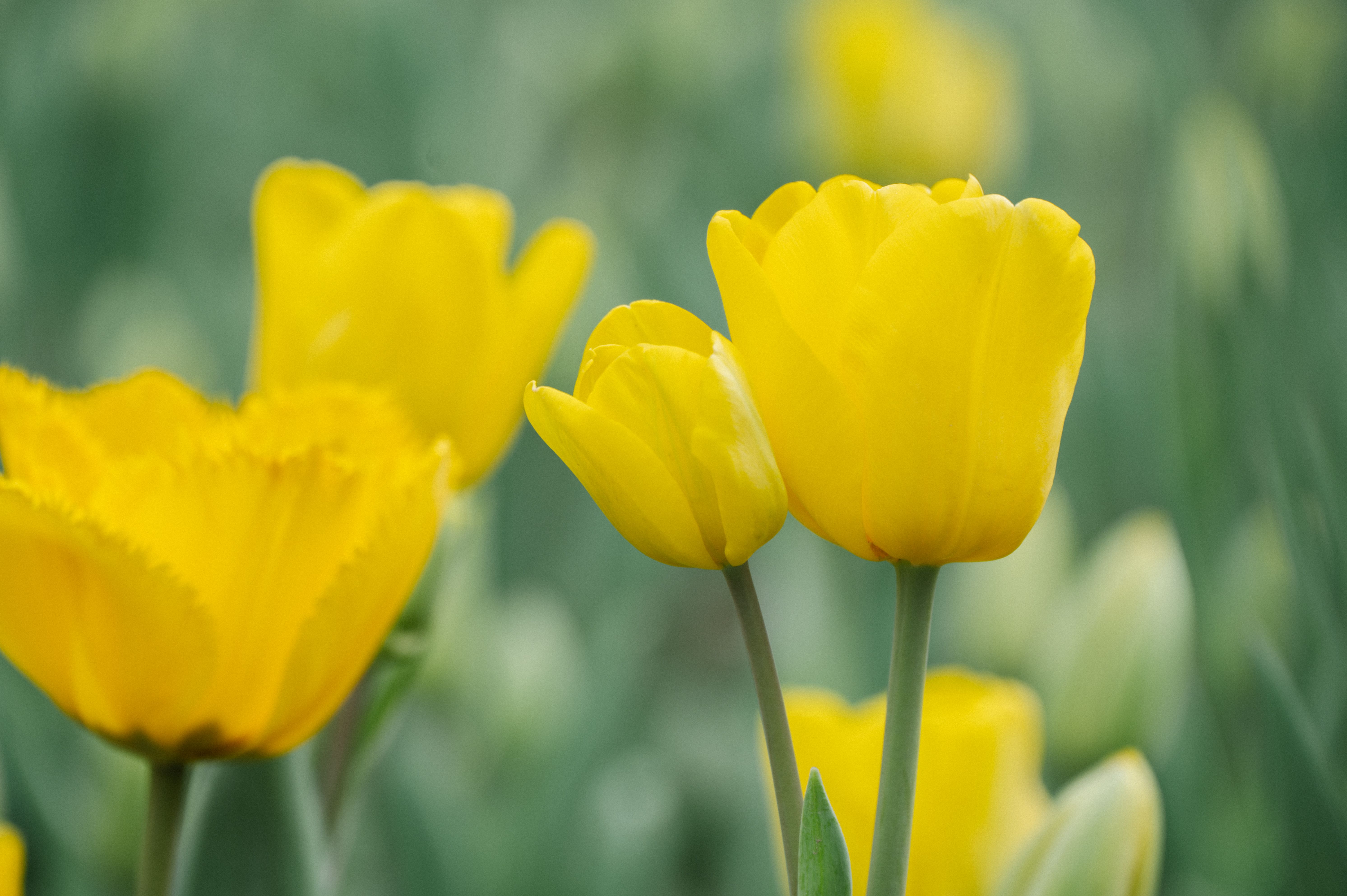 Blooming Yellow Tulips · Free Stock Photo