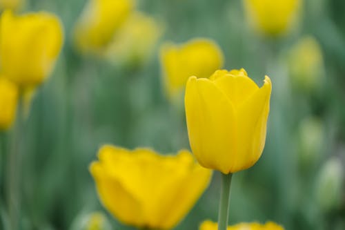 Gratis lagerfoto af blomster, fjeder, flora