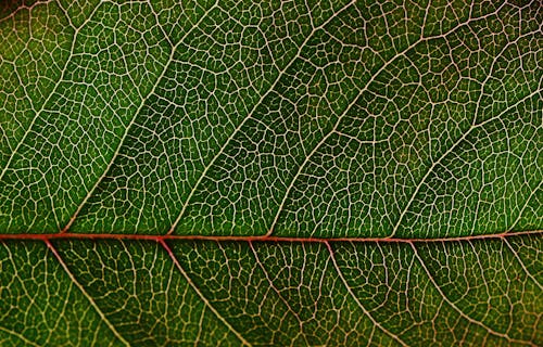 Free Green Leaf in Macro Photography Stock Photo