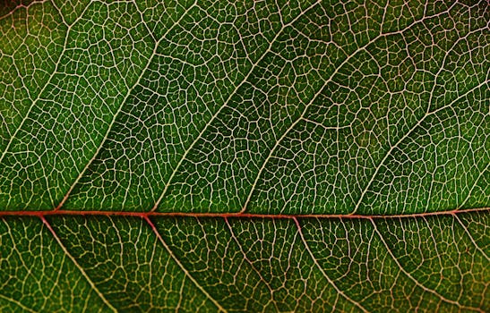 rosenblatt green background plant 159062