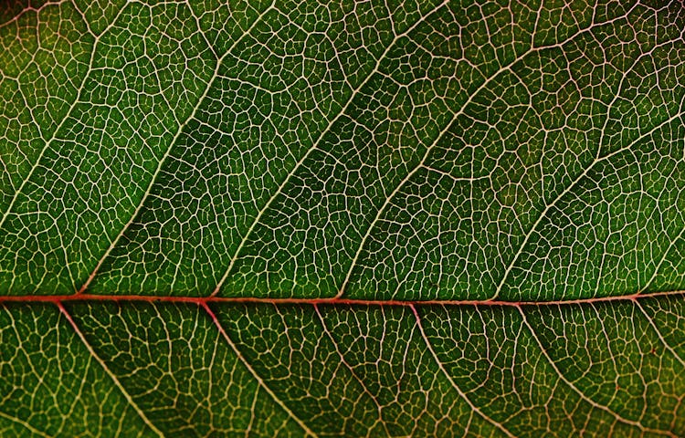 Green Leaf In Macro Photography