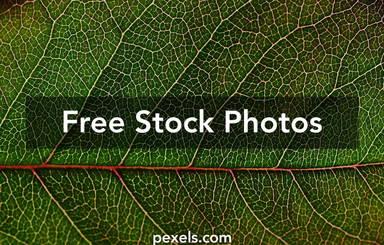 Leaf Texture Photos, Download The BEST Free Leaf Texture Stock Photos & HD  Images
