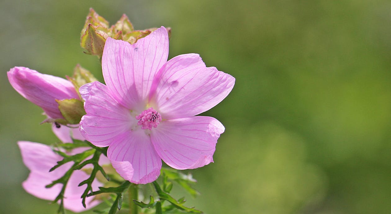 免费 5瓣紫色的花在白天的选择性聚焦摄影 素材图片