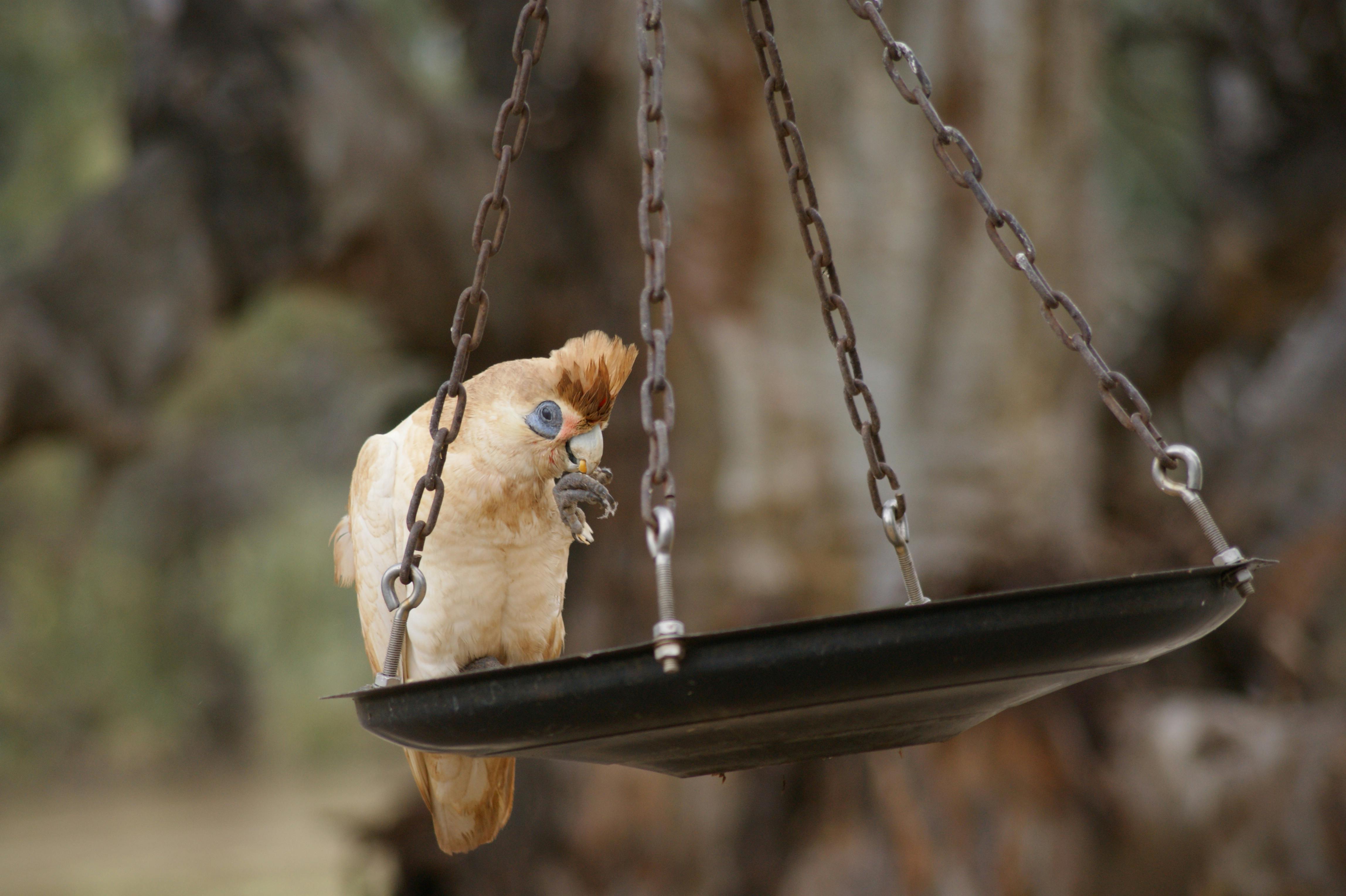 What to Do if Your Dog Eats Bird Seed A StepbyStep Guide https