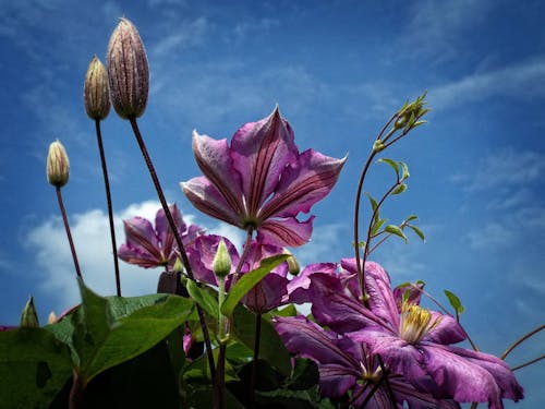 Free Purple Flowers Under Cloudy Sky in Worms Eye View Photography Stock Photo