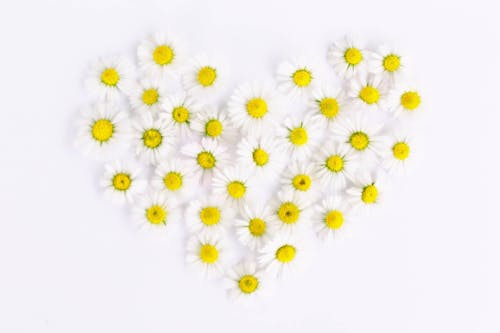 心形白色和黄色的花朵