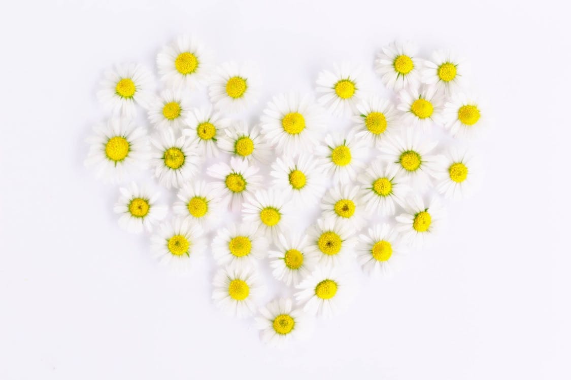 Free White and Yellow Flowers in Heart Form Stock Photo