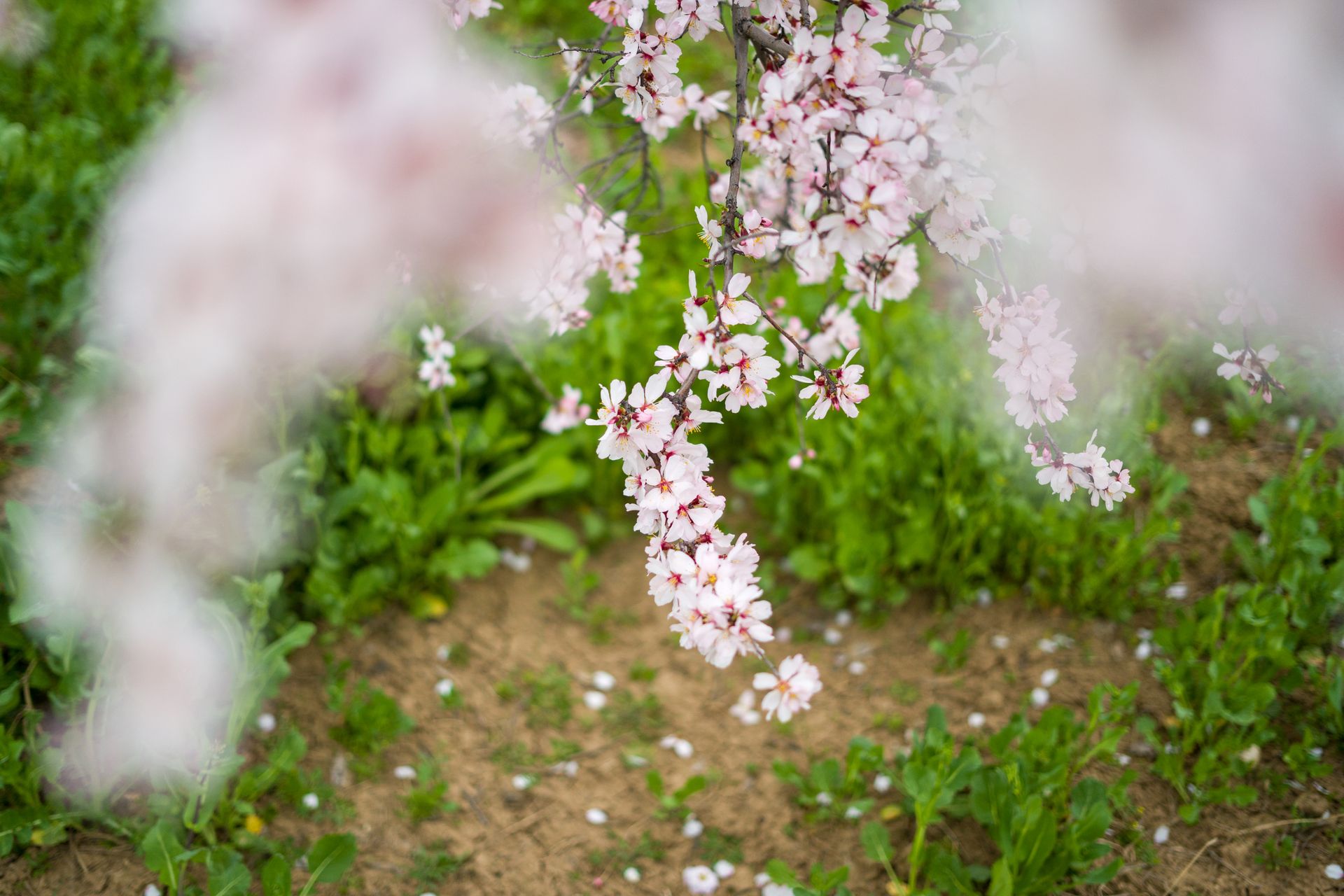 Close-up view of almond blossoms blooming on tree branches in spring, Srinagar.