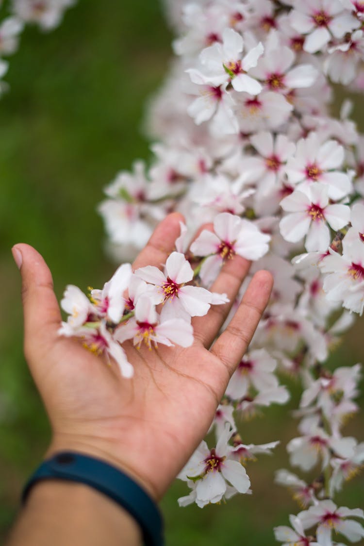 Man Holding An Almond Branch