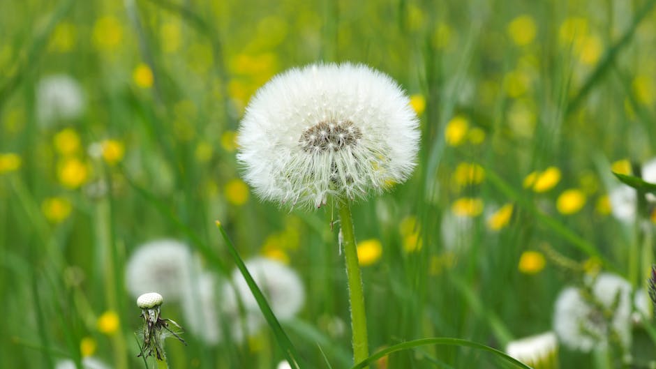 Dandelion on Green Grass Field in Shallow Focus Lens