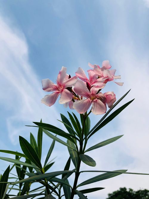 Free Close-up of pink oleander flowers against a clear blue sky captured in summer. Stock Photo