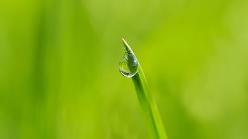 Makro Photogoraphy Of Dewdrop On Leaf