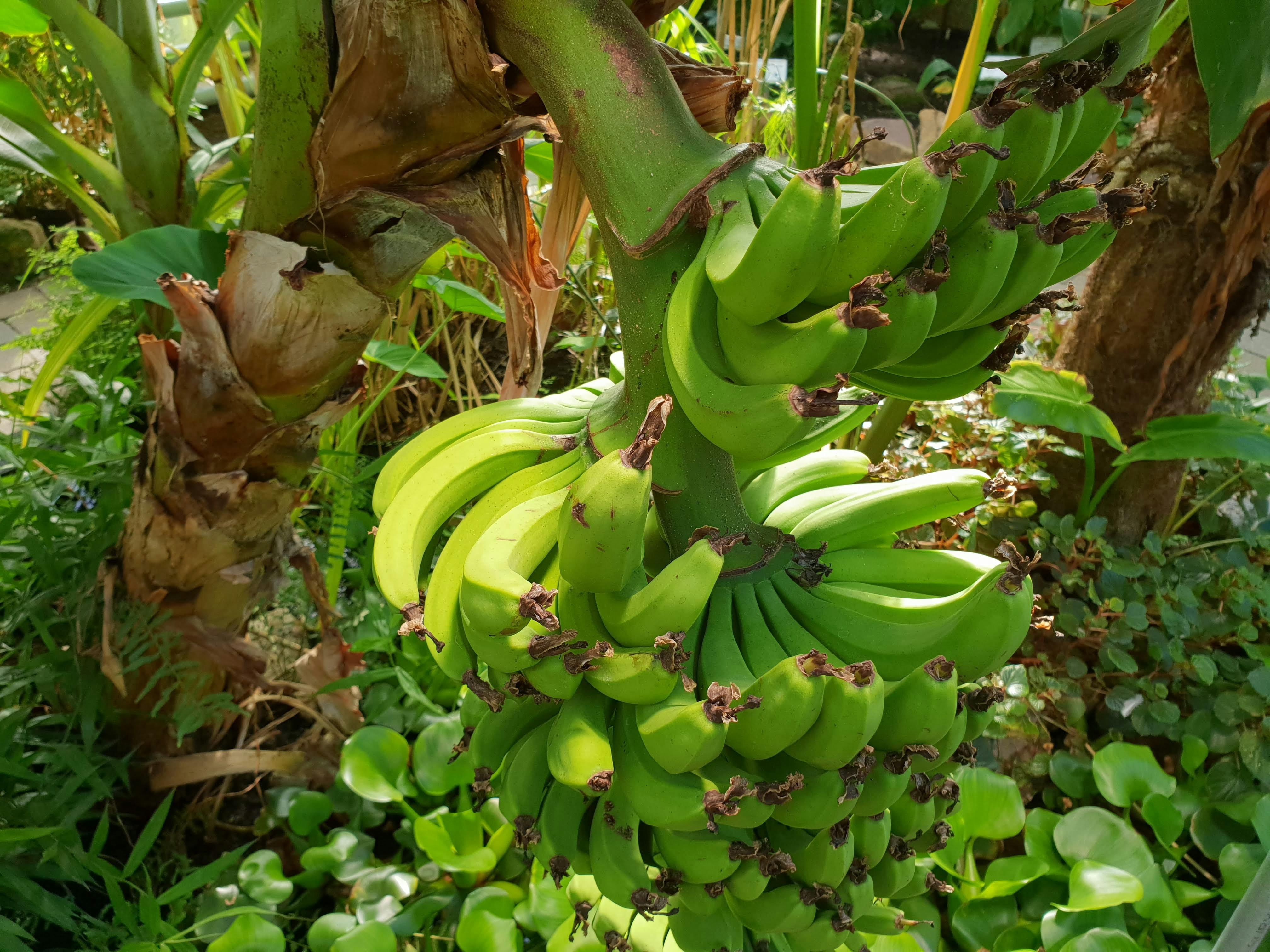 Free stock photo of banana, banana tree, bananas