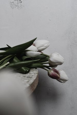 White tulips resting on a stone ledge, photo by Darya Grey_Owl on Pexels