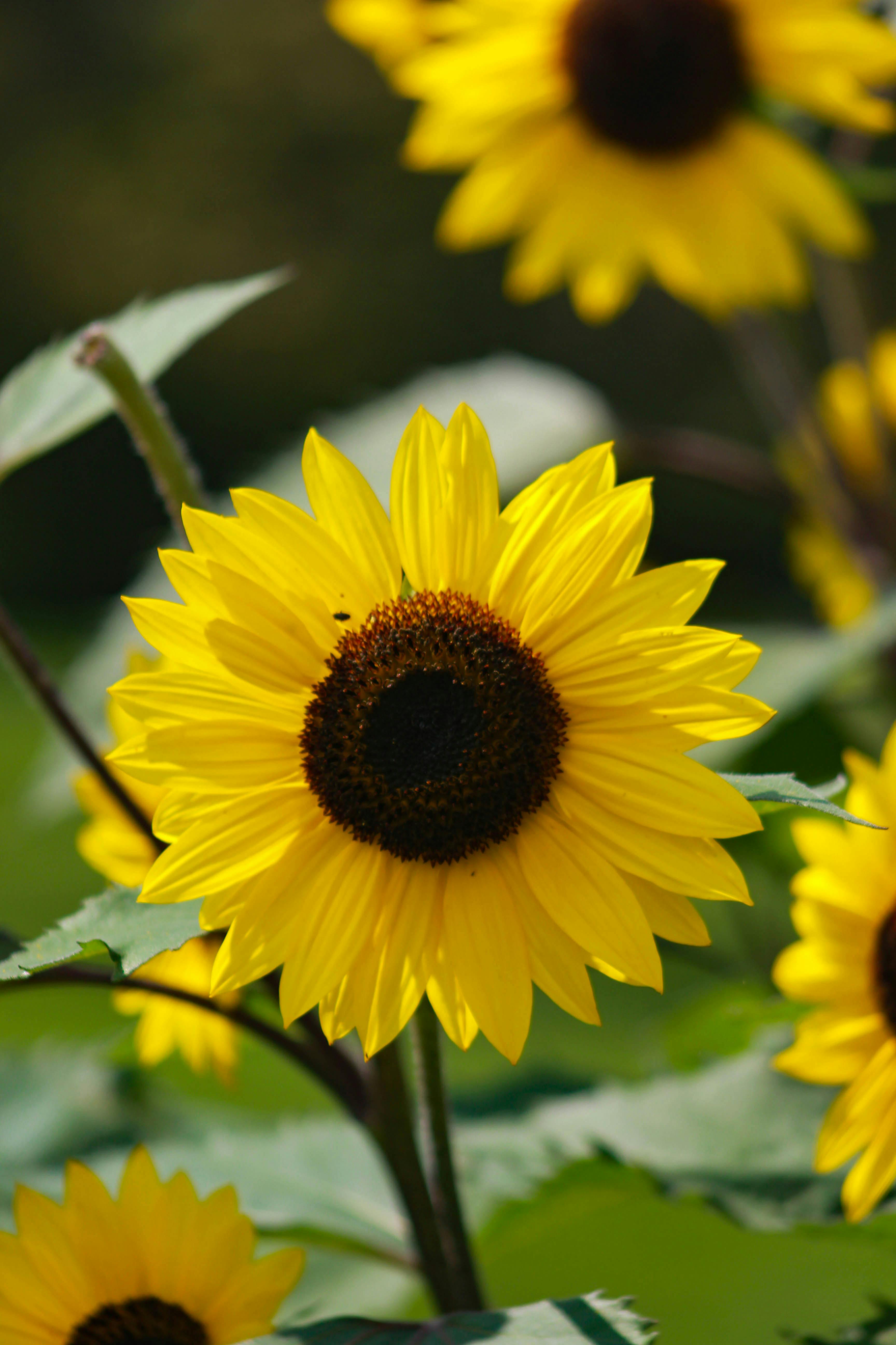 Free stock photo of sunflower