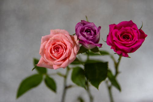 Close-Up Photo of Three Roses