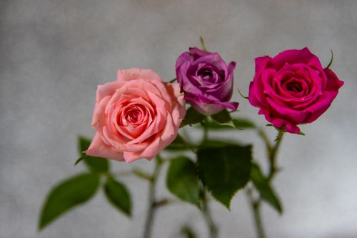 Free A close-up view of three vibrant roses in pink, purple, and red, with a soft blurred background. Stock Photo