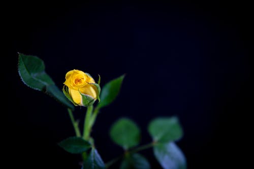 Yellow Hybrid Tea Rose Flower in Bloom