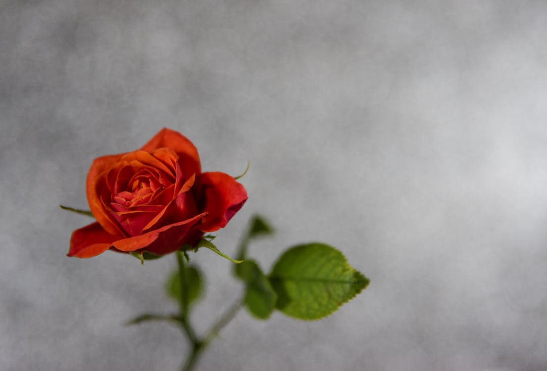 Free Red Rose Stock Photo