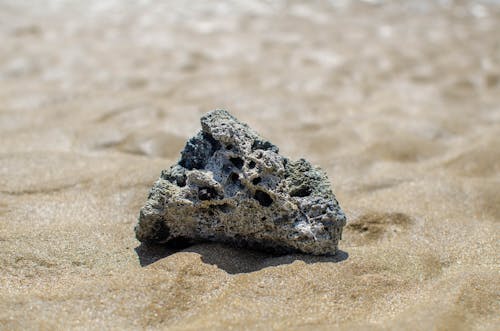 Small Piece of Coral Reef on the Beach