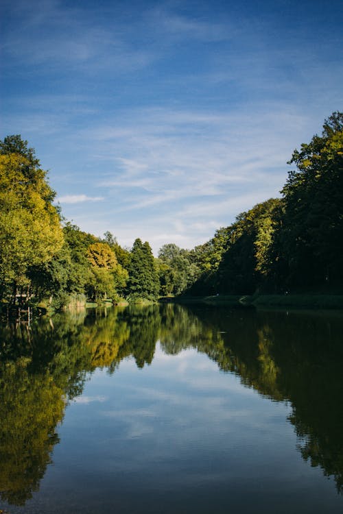 Trees around Lake