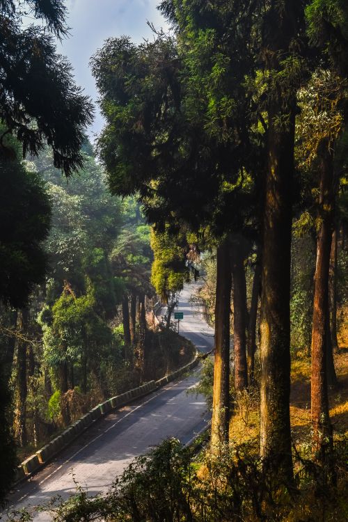 Free A tranquil forest road winding through tall evergreen trees under a clear sky. Stock Photo
