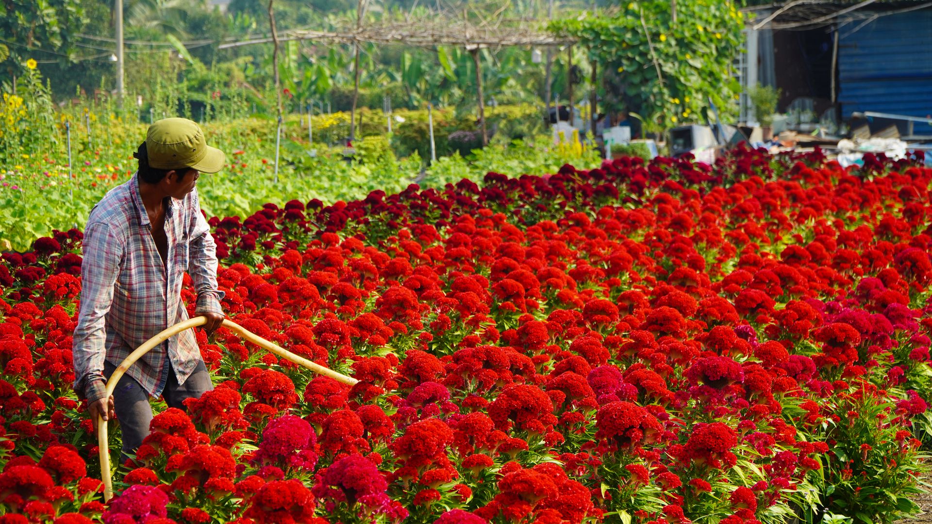 A gardener watering a lush field of vibrant red flowers outdoors on a sunny day.