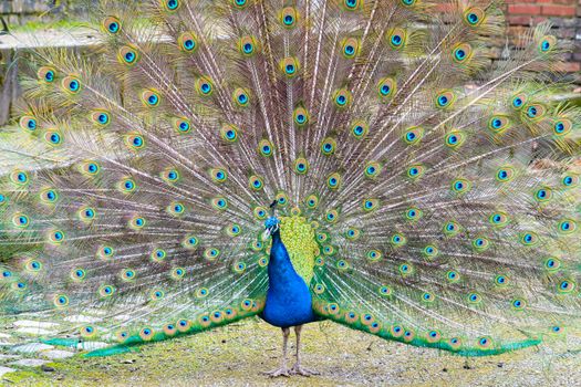 A vibrant peacock spreading its iridescent plumage in an outdoor setting, showcasing colors and textures.