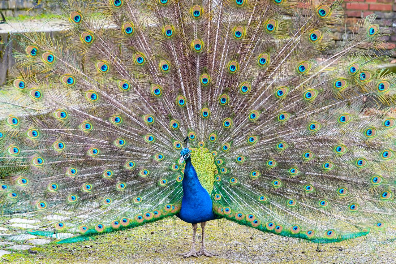 a vibrant peacock spreading its iridescent plumage in an outdoor setti