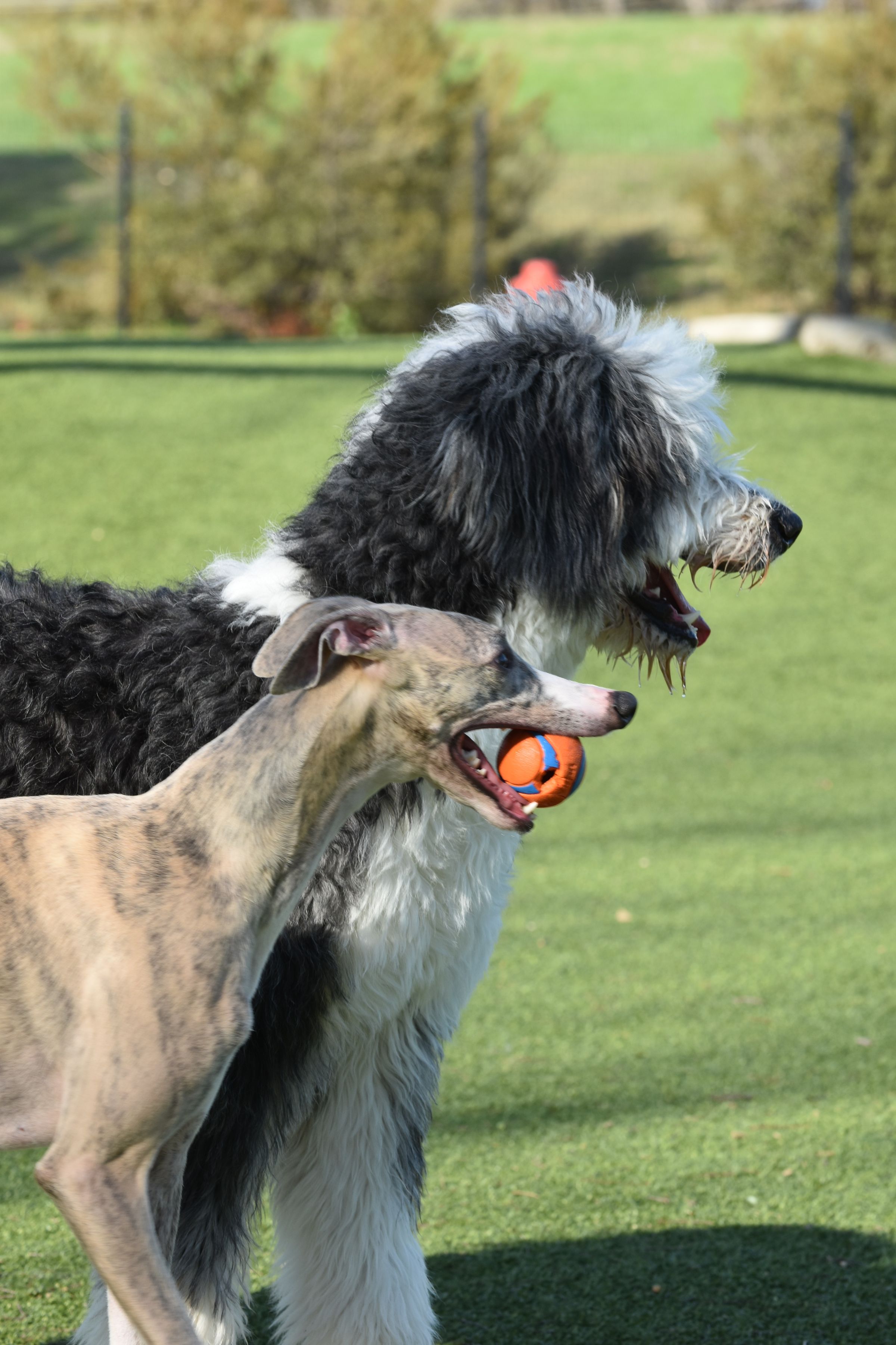 Dogs participating in a training activity