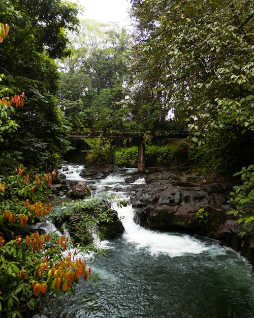 Fotos de stock gratuitas de agua dulce, cascada, costa rica