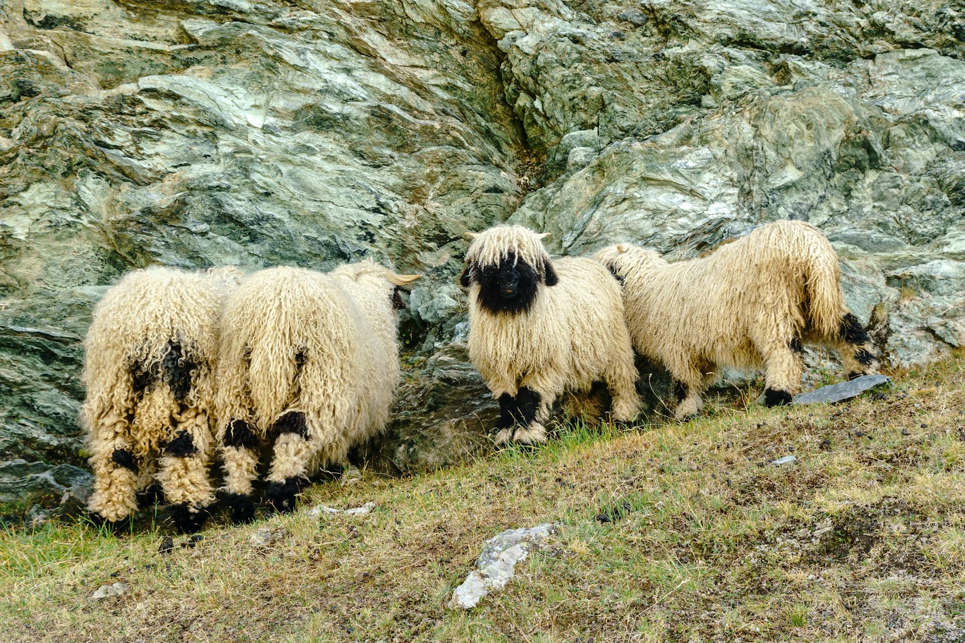 Valais Blacknose Sheep on a Mountain Pasture