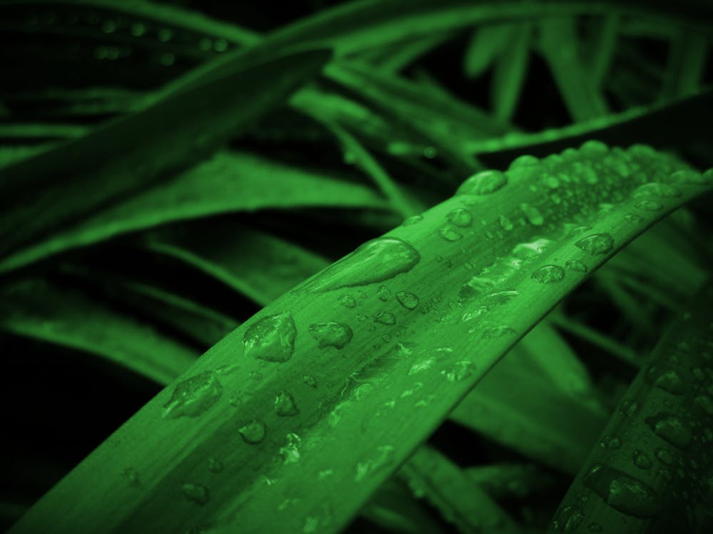 Free Leaves With Dew Drops Stock Photo
