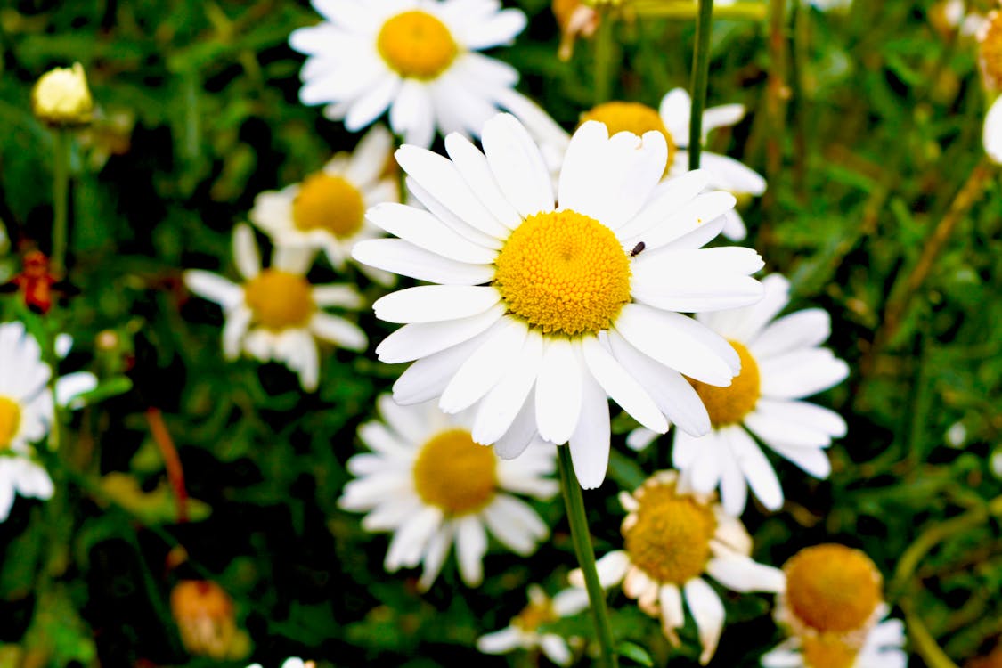 White flower