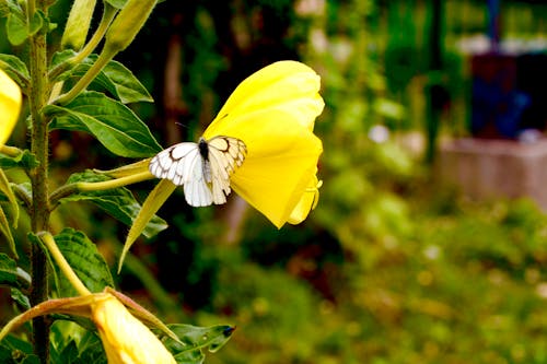Kostnadsfri bild av fjäril, fjärilar, vackra blommor