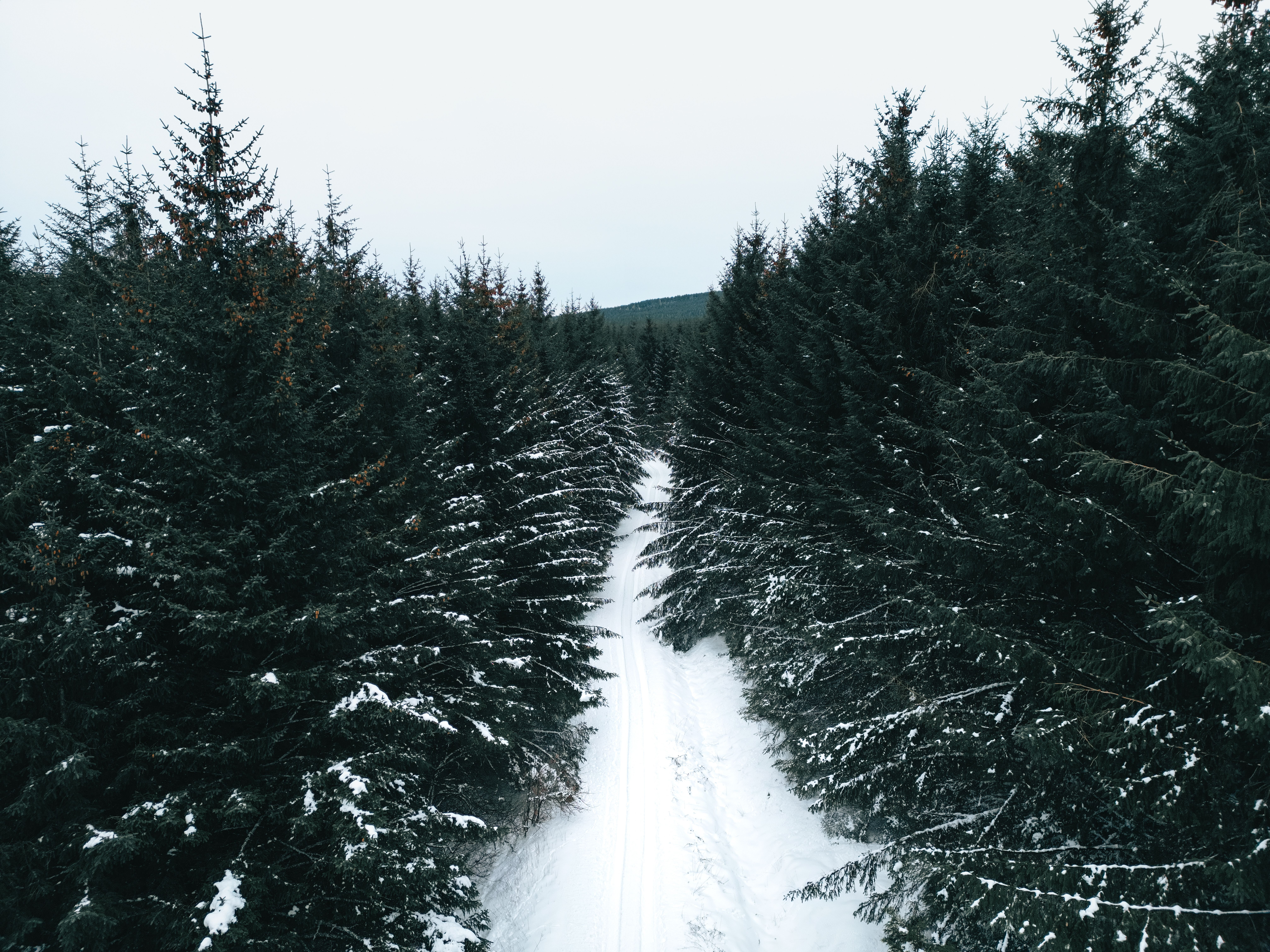 A snow covered road in the middle of a forest · Free Stock Photo