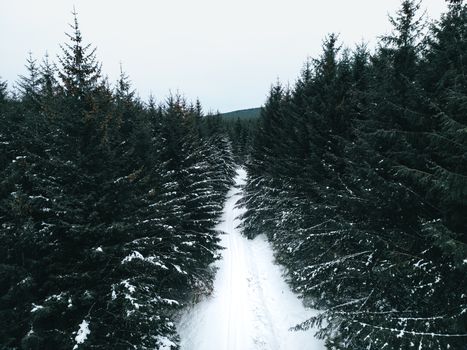 Aerial view of a snow-covered road winding through a dense evergreen forest.