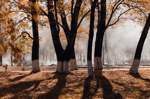 Foto d'estoc gratuïta de a l'aire lliure, arbres, boira