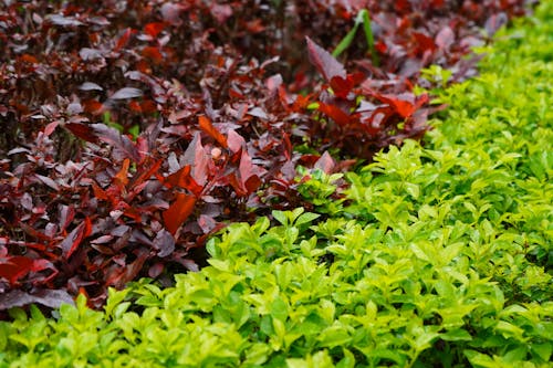 Close-up of a Red and Green Shrub 