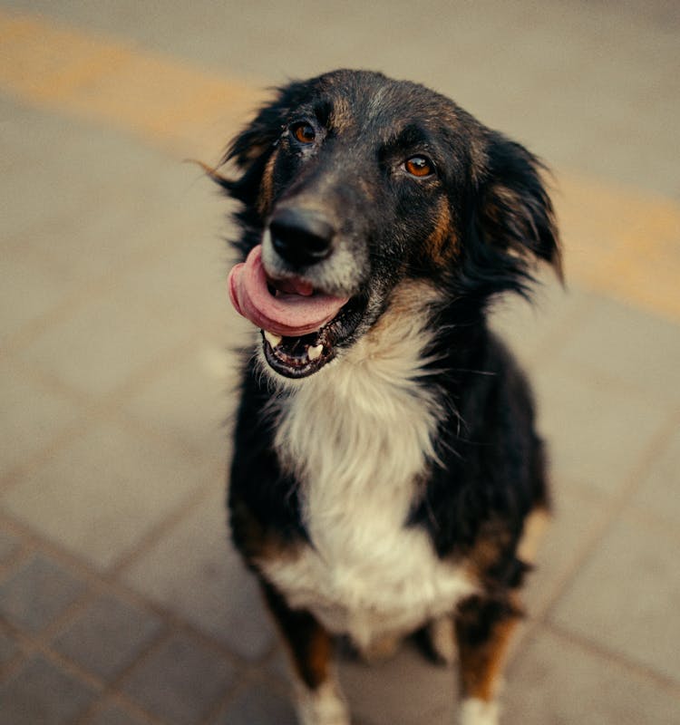 Close Up Of Black Dog