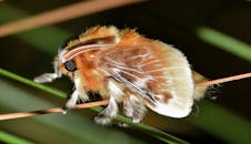 一只充满活力的飞蛾停在叶片上，展示着它精致的翅膀