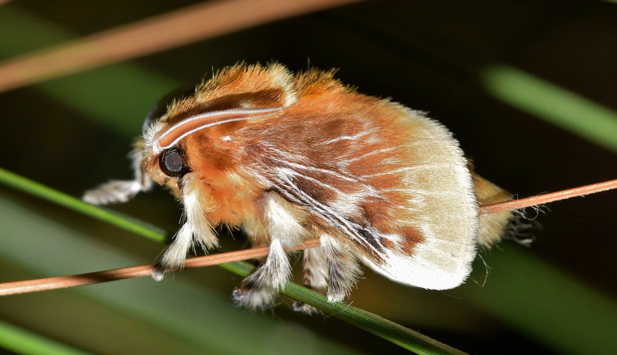 Kostenlos Brown Tussock Moth In Tilt Shift Lens Stock-Foto